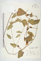 盒果藤藏品圖，第1張