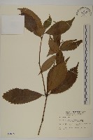 草珊瑚、紅果金粟蘭藏品圖，第1張