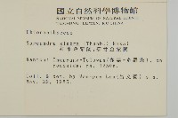 草珊瑚、紅果金粟蘭藏品圖，第2張