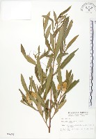 車桑子藏品圖，第1張