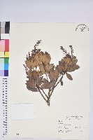 臺灣馬醉木藏品圖，第1張