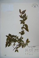 狹葉莢迷藏品圖，第1張