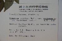 狹葉莢迷藏品圖，第2張