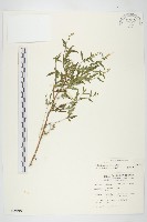 豬草、瘤果菊藏品圖，第1張