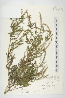 豬草、瘤果菊藏品圖，第1張