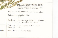 豬草、瘤果菊藏品圖，第2張