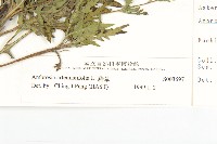 豬草、瘤果菊藏品圖，第3張