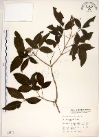 黃荊藏品圖，第1張