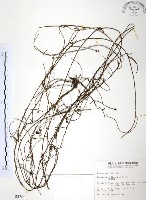 無根草藏品圖，第1張