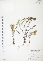 玉山龍膽藏品圖，第1張