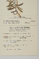 玉山抱莖籟簫藏品圖，第2張