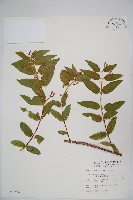 阿里山忍冬、漸尖葉忍冬藏品圖，第1張