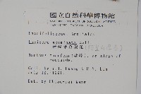 阿里山忍冬、漸尖葉忍冬藏品圖，第2張