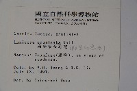 阿里山忍冬、漸尖葉忍冬藏品圖，第2張