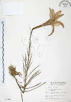 臺灣百合藏品圖，第1張