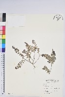 高山白珠樹藏品圖，第1張