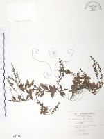 玉山水苦賈藏品圖，第1張