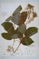 登錄號:S003740藏品圖，第1張