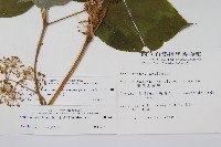 登錄號:S003740藏品圖，第2張