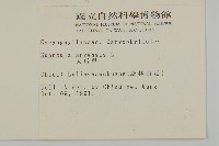 大爪草藏品圖，第2張