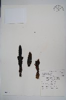 穗花蛇菰藏品圖，第1張