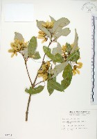 樟葉槭, 飛蛾子樹藏品圖，第1張