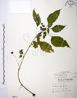 長梗盤花麻藏品圖，第1張