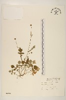 矮菊藏品圖，第1張