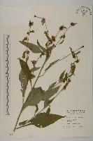 黃金珠藏品圖，第1張