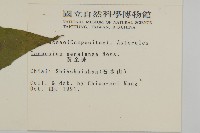 黃金珠藏品圖，第2張