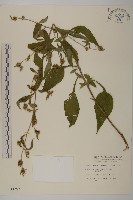 黃金珠藏品圖，第1張