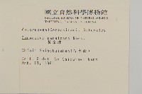 黃金珠藏品圖，第2張