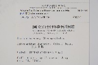 日本牛膝藏品圖，第2張