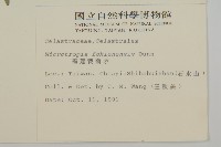 福建賽衛矛、福建假衛矛藏品圖，第2張