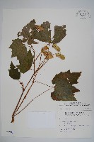 裂葉秋海棠藏品圖，第1張