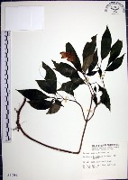 角桐草、台灣半蒴苣苔藏品圖，第1張