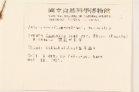 黃花三七草藏品圖，第2張