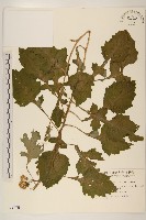 黃花三七草藏品圖，第1張