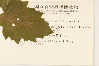 黃花三七草藏品圖，第2張