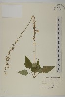 阿里山鬼督郵藏品圖，第1張