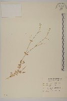 繁縷藏品圖，第1張