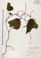 千金藤、金線吊烏龜藏品圖，第1張