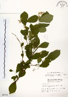 灰木藏品圖，第1張