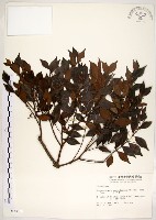 十子木、加入舅藏品圖，第1張