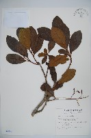 珊瑚樹藏品圖，第1張