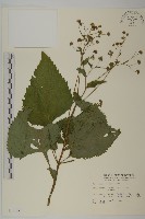 下田菊藏品圖，第1張