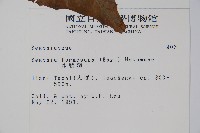 水鴨腳藏品圖，第2張