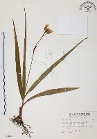 臺灣白及藏品圖，第1張