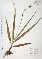 臺灣白及藏品圖，第1張