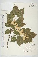 四照花藏品圖，第1張